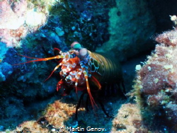 Mantis shrimp shot during my liveaboard trip to Maldives.... by Martin Genov 